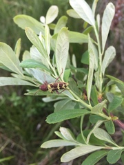 Xylotrechus insignis