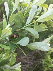 Xylotrechus insignis