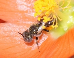 Macroteropsis