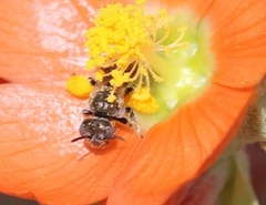 Macroteropsis