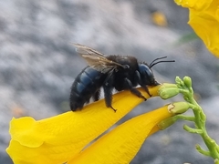 Xylocopa tabaniformis pallidiventris