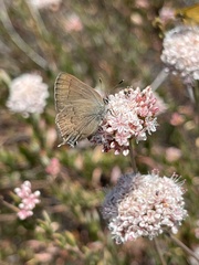 Satyrium saepium chalcis