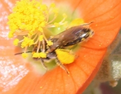 Macroteropsis