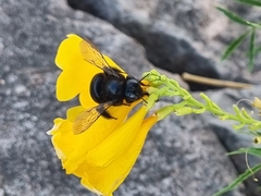 Xylocopa tabaniformis pallidiventris