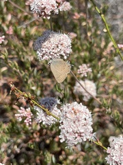Satyrium saepium chalcis