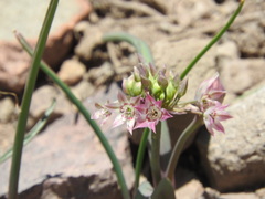 Allium campanulatum