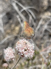 Satyrium saepium chalcis