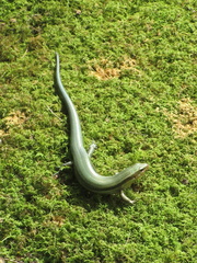 Plestiodon japonicus