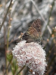 Satyrium saepium chalcis