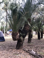 Macrozamia moorei