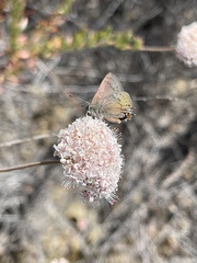Satyrium saepium chalcis