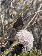 Satyrium saepium chalcis
