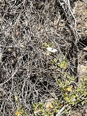 Heliopetes ericetorum