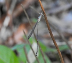 Indolestes tenuissimus