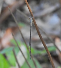 Indolestes tenuissimus
