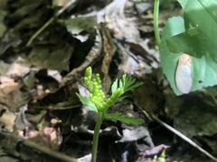 Botrychium angustisegmentum