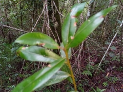 Calophyllum