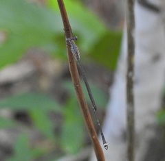 Indolestes tenuissimus