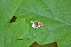 Clepsis melaleucanus