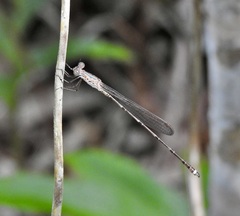 Indolestes tenuissimus