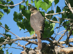 Accipiter cooperii