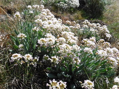 Phoenicaulis cheiranthoides
