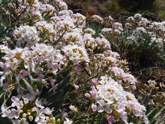 Phoenicaulis cheiranthoides