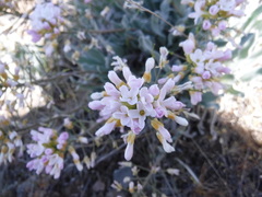 Phoenicaulis cheiranthoides