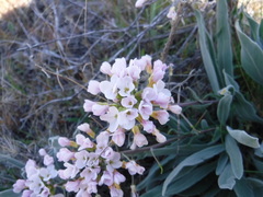 Phoenicaulis cheiranthoides