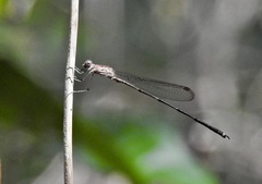 Indolestes tenuissimus