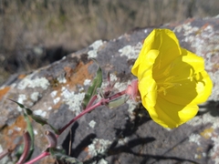 Oenothera mendocinensis