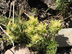 Castilleja nana