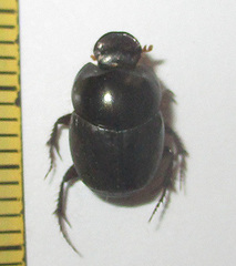 Euonthophagus carbonarius