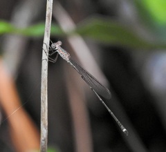 Indolestes tenuissimus
