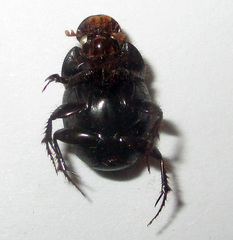 Euonthophagus carbonarius