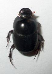 Euonthophagus carbonarius