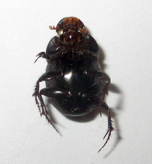 Euonthophagus carbonarius