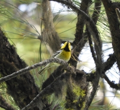 Setophaga townsendi × occidentalis