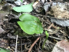 Botrychium tenebrosum