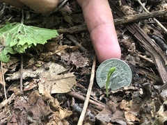 Botrychium tenebrosum