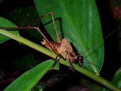 Mecopodinae