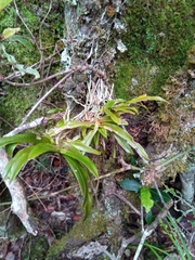 Angraecum calceolus image
