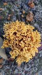 Ramaria capitata