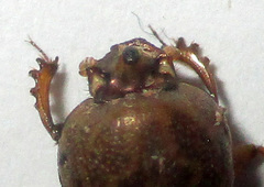 Euoniticellus intermedius