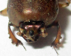 Euoniticellus intermedius