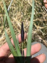 Carex nebrascensis