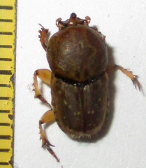 Euoniticellus intermedius