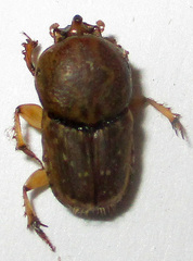 Euoniticellus intermedius
