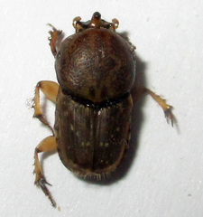Euoniticellus intermedius