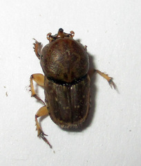 Euoniticellus intermedius